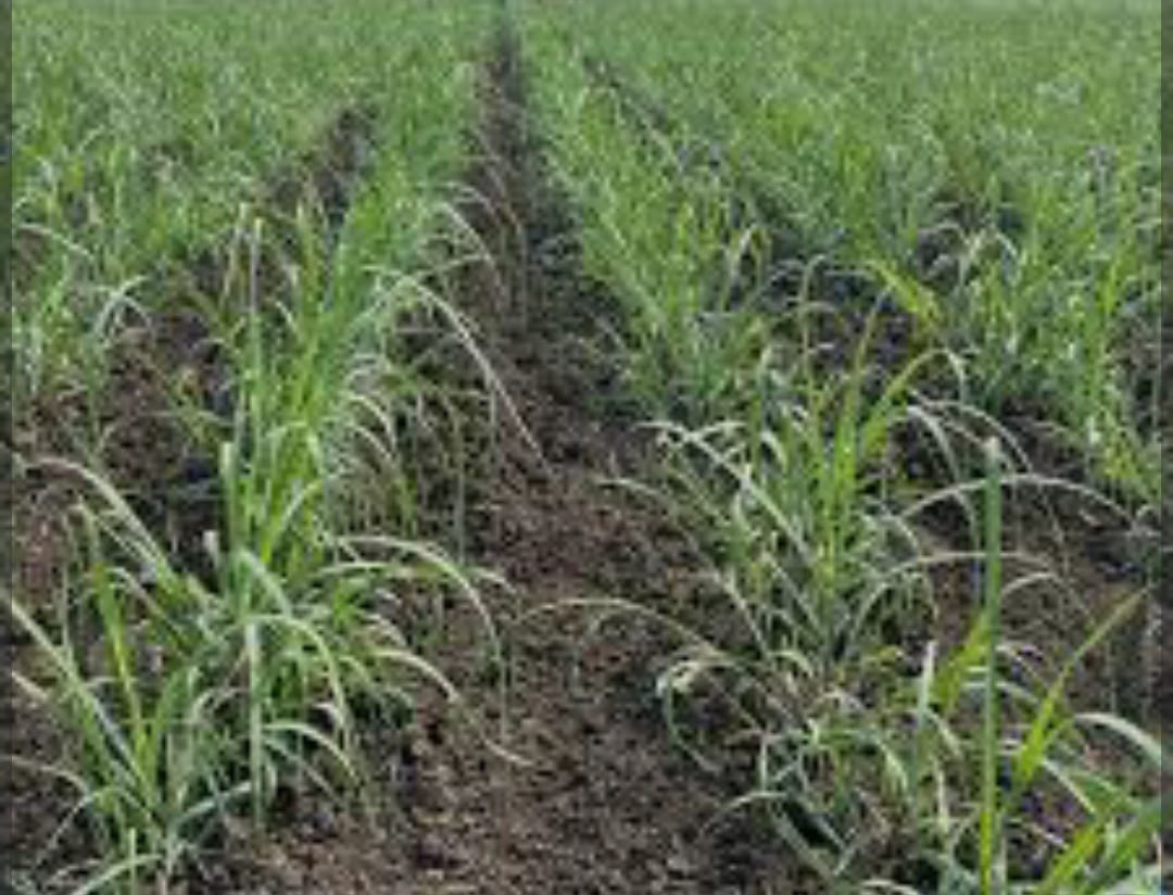 नॅचरल शुगर युनिट दोन गुंज क्षेत्रात वीजेच्या लंपडावाने बागायतदार त्रस्त