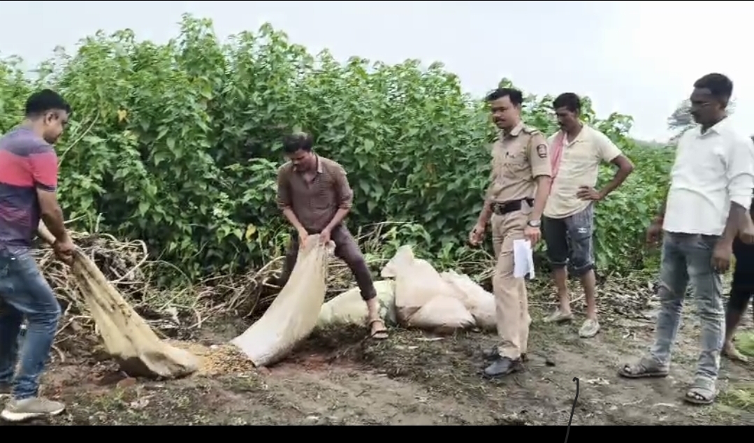 धडाकेबाज कारवाई: कारधा पोलिसांकडून अवैध मोहा सडवा जप्त; आरोपीच्या आवळल्या मुसक्या!