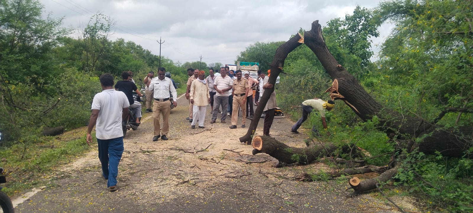 कनियाडोल-सावनेर मार्गावर कोसळले महाकाय झाड; सार्वजनिक बांधकाम विभाग झोपेत