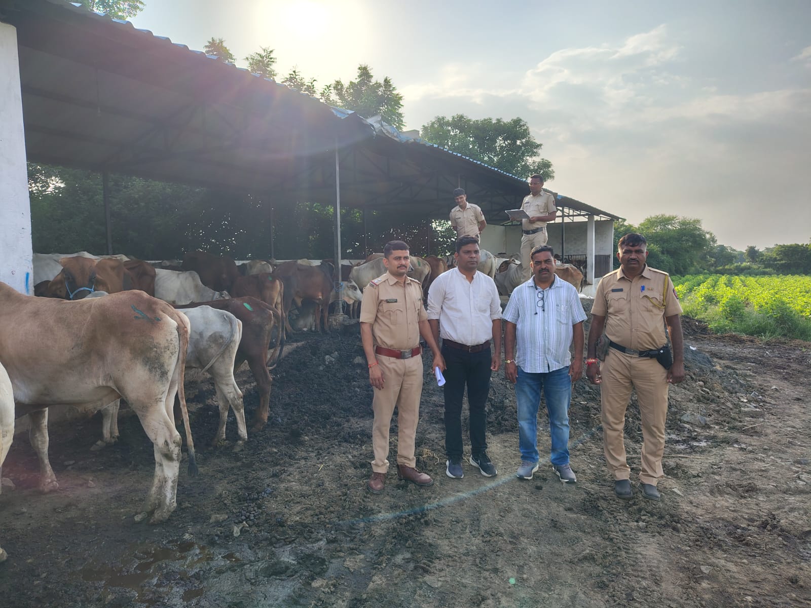 कामठी पोलिसांची मोठी कारवाई: गादा शिवारात निर्दयतेने डांबलेले ११० गोवंश जप्त; सुमारे १९ लाखांचा मुद्देमाल हस्तगत