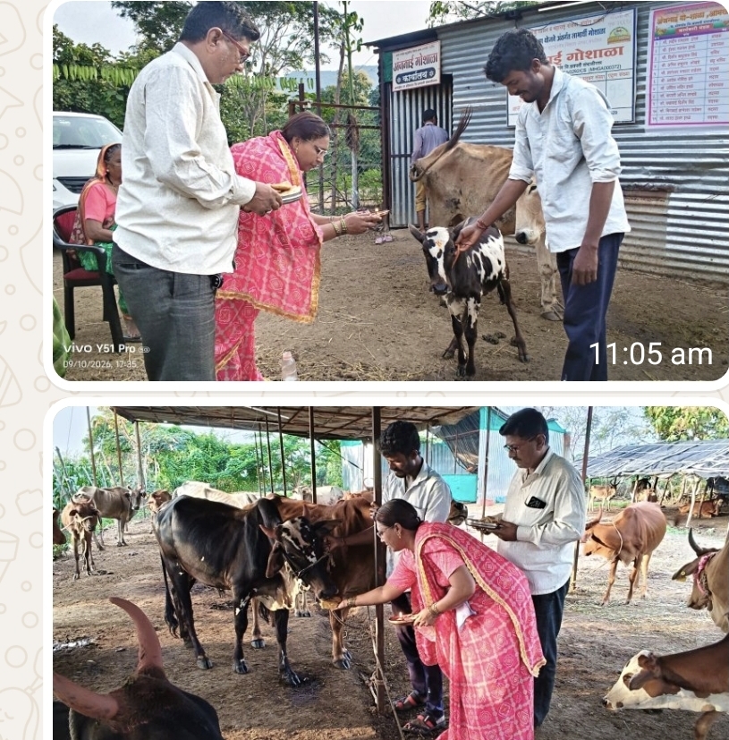 दुष्काळाच्या सावटाखाली अंजनाई गोशाळेत पारंपारिक पद्धतीने बैलपोळा सण उत्साहात साजरा